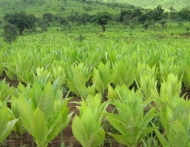 Campo di tabacco